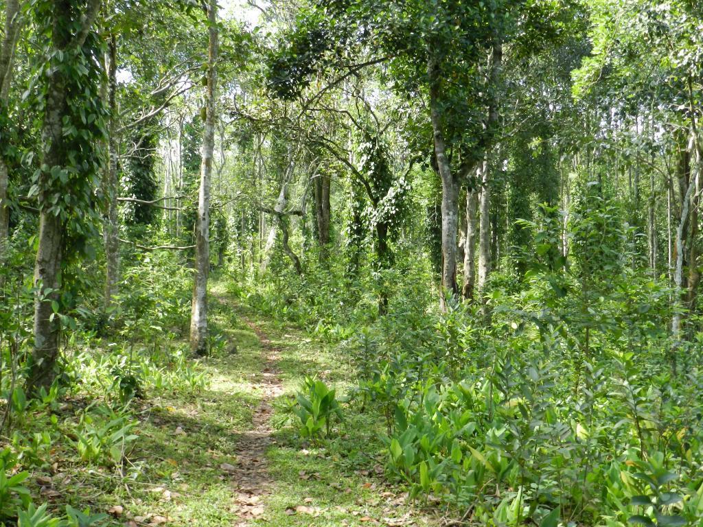 Elephant Valley Eco Farm Hotel 科代卡纳尔 外观 照片